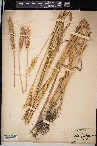 Triticum aestivum image