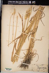 Triticum aestivum image