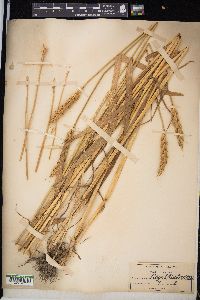 Triticum aestivum image