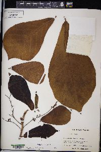 Terminalia catappa image