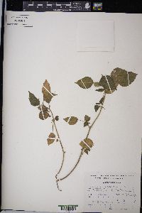 Acalypha arvensis image