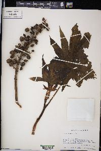 Ricinus communis image