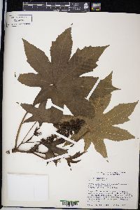 Ricinus communis image