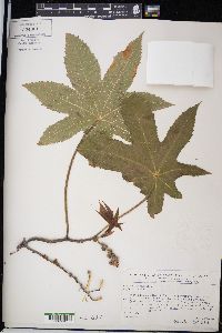 Ricinus communis image