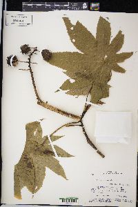 Ricinus communis image