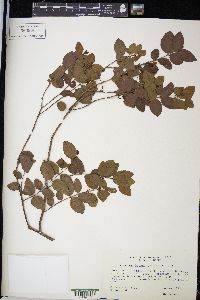 Krugiodendron ferreum image