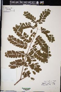 Caesalpinia pulcherrima image