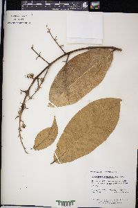 Lagerstroemia speciosa image