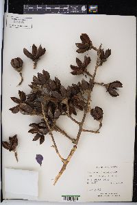 Lagerstroemia speciosa image