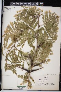 Acacia cornigera image