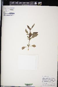 Ocimum basilicum image