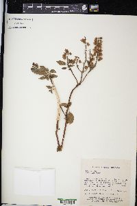 Ocimum basilicum image