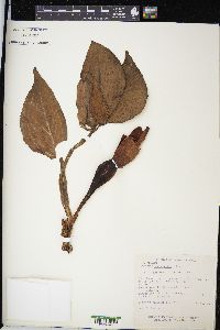 Syngonium podophyllum image