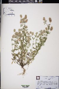 Trifolium arvense image