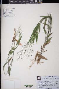 Dichanthelium sphaerocarpon image