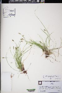 Carex emmonsii image