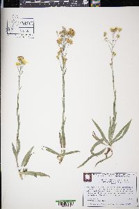 Pityopsis aspera var. adenolepis image