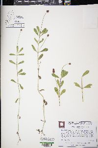 Phyla nodiflora image