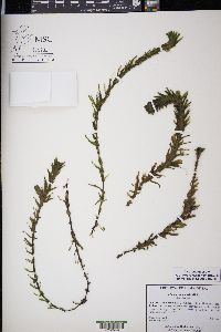 Elodea canadensis image