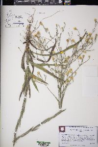 Pityopsis graminifolia image