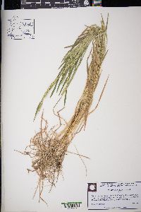 Hordeum pusillum image