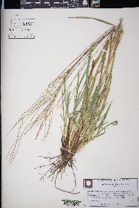 Digitaria filiformis image