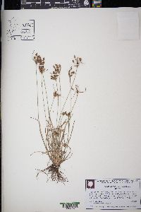 Fimbristylis tomentosa image