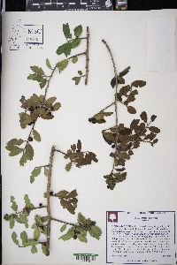 Ilex vomitoria image