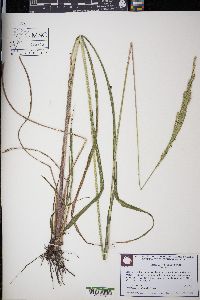 Paspalum urvillei image