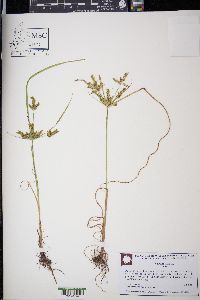 Cyperus iria image