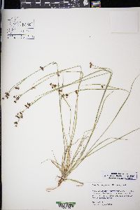 Rhynchospora globularis image