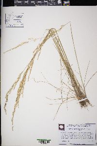 Sphenopholis pallens image