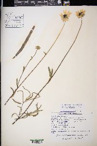 Helianthus angustifolius image