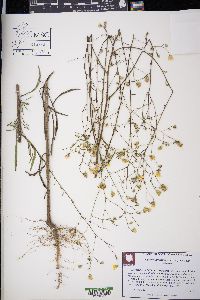 Croptilon divaricatum image