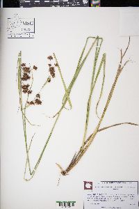 Rhynchospora chalarocephala image