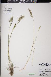 Poa bulbosa image