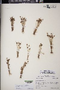 Juncus capitatus image