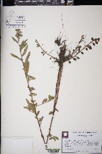 Ludwigia pilosa image