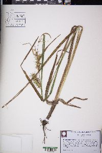 Carex gigantea image