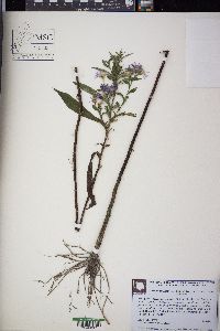 Symphyotrichum elliottii image