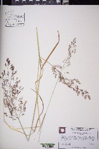 Agrostis oregonensis image