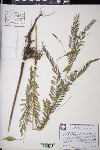 Sesbania vesicaria image