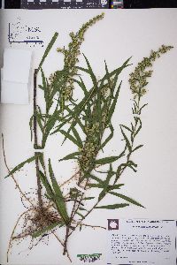 Solidago leavenworthii image