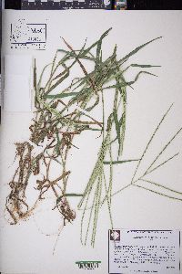 Digitaria ciliaris image