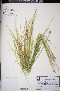 Carex festucacea image