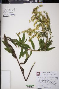 Solidago leavenworthii image