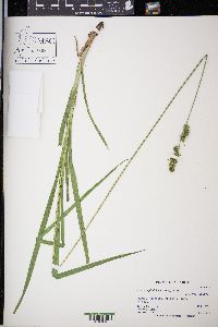 Carex cephaloidea image