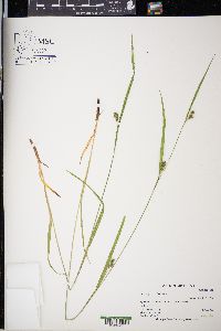 Carex grisea image