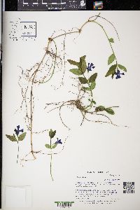 Vinca minor image