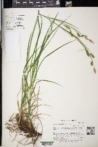 Carex sprengelii image